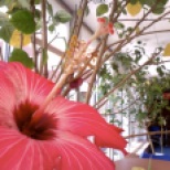 Hibiscus flower at school!
